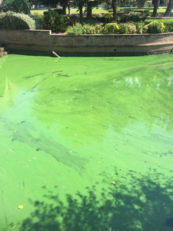 Tips For Controlling Algae In Your Pond Your Business Magazine