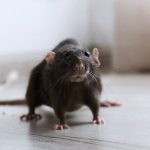 Rodent control professional inspecting property for pest management challenges.